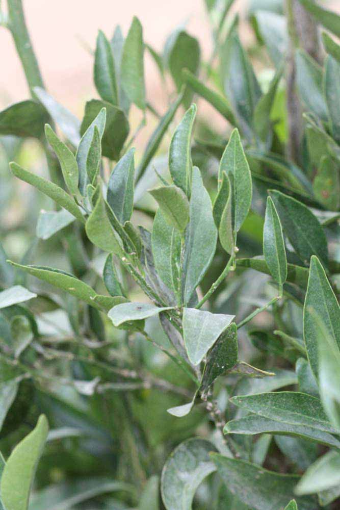              Sun leaves (Riverside, CA)       